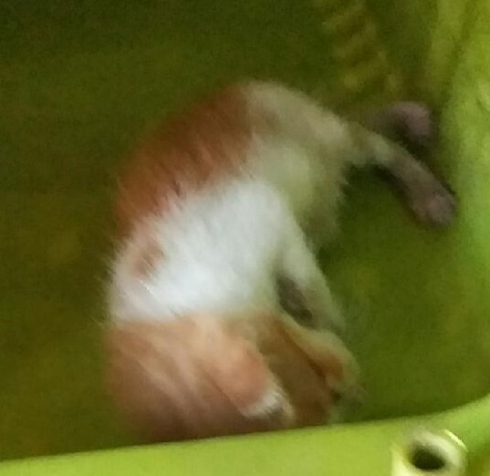종료(자연사) 한국…